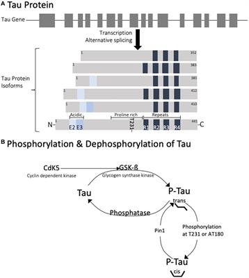 Traumatic brain injury and the pathways to cerebral tau accumulation